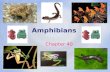 Amphibians Chapter 40. Origins & Evolution of Amphibians Section 40.1.