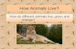 How Animals Live? How do different animals live, grow, and change?