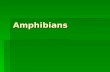 Amphibians Amphibians  Vertebrate (backbone)  Ectothermic (cold- blooded)  Must absorb heat from external sources  When environment becomes too hot.