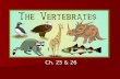 VERTEBRATES Ch. 25 & 26. Life Birds Birds Birds Mammals Mammals Mammals.