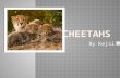 By Kejsi  Cheetahs are tan and have black spots.