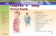 1 Body Structures Integumentary Digestive Respiratory Cardiovascular Musculoskeletal Genitourinary Female Reproductive Endocrine Nervous Special Senses.