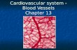 Cardiovascular system - Blood Vessels Chapter 13.