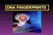 DNA FINGERPRINTS. A DNA fingerprint is a pattern of bands made from specific DNA fragments of an individual’s DNA.