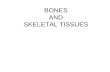 BONES AND SKELETAL TISSUES. SKELETAL CARTILAGES Skeletal cartilages: –Made of some variety of cartilage –Consists primarily of water High water content.