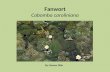 Fanwort Cabomba caroliniana By: Steven Gilio. Taxonomy Kingdom: Plantae Subkingdom: Tracheobionta Division: Magnoliophyta Class: Magnoliopsida Subclass: