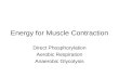 Energy for Muscle Contraction Direct Phosphorylation Aerobic Respiration Anaerobic Glycolysis.