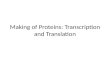 Making of Proteins: Transcription and Translation.