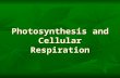 Photosynthesis and Cellular Respiration Almost all plants are photosynthetic autotrophs, as are some bacteria and protists –Autotrophs generate their.