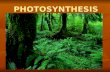 PHOTOSYNTHESIS Photosynthesis: Life from Light and Air.