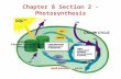 Chapter 8 Section 2 - Photosynthesis. Photosynthesis  Light energy is trapped and converted into chemical energy during photosynthesis.