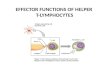EFFECTOR FUNCTIONS OF HELPER T-LYMPHOCYTES. Dendritic cells use several pathways to process and present protein antigens.