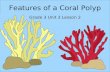 Features of a Coral Polyp Grade 3 Unit 3 Lesson 2.
