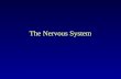 The Nervous System. Function The nervous system works with the endocrine system to maintain homeostasis. – sensory receptors monitor changes in and out.
