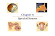 Chapter 8 Special Senses. The Senses Special senses Smell Taste Sight Hearing Equilibrium General senses of touch  Temperature  Pressure  Pain.