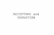 RECEPTORS and SENSATION. Sensory Receptors Perceptions of world are created by the brain from AP sent from sensory receptors. Sensory receptors respond.