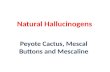 Natural Hallucinogens Peyote Cactus, Mescal Buttons and Mescaline.