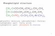 1 Phospholipid structure Amphipathic molecule (phosphatidyl choline) hydrophobic part: fatty acids hydrophilic part: phosphate & choline.