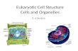 Eukaryotic Cell Structure Cells and Organelles 2.4 Notes.