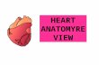HEART ANATOMY REVIEW. Name this specific valve circled in yellow. Bicuspid or mitral valve.