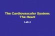 The Cardiovascular System: The Heart Lab 4. Cardiac Muscle Contraction Heart muscle: –Is stimulated by nerves and is self-excitable (automaticity) –Contracts.