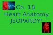 Ch. 18 Heart Anatomy JEOPARDY!. Coverings, Layers & Chambers Pathway of Blood Heart Valves Properties of Cardiac Muscle RANDOM! 10 20 30 40 50 Final Jeopardy.
