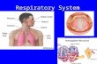 Respiratory System. Sucking chest wound –Pleural cavity __________________ –Lung collapses as air pressure difference between pleural cavity and outside.