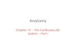 Anatomy Chapter 11 – The Cardiovascular System – Part I.