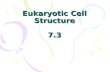 Eukaryotic Cell Structure 7.3 Human Cell Nucleus Nuclear Envelope- double membrane that surrounds the nucleus nuclear pores - regulates what enters.