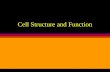 Cell Structure and Function wThe discovery and the basic theory of cells. wCell size and number. wThe two major kinds of cells. wPlant cells and animal.