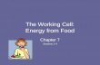 The Working Cell: Energy from Food Chapter 7 Sections 1-4.