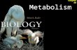 Metabolism Chapter 06. Metabolism 2Outline Forms of Energy  Laws of Thermodynamics Metabolic Reactions  ATP Metabolic Pathways  Energy of Activation.