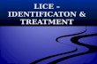 LICE â€“ IDENTIFICATON & TREATMENT. Pediculosis Capitis - head lice infection or infestation Pediculosis Capitis - head lice infection or infestation Pediculosis