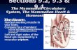 Sections 9.2, 9.3 & 9.4 The Mammalian Circulatory System, The Mammalian Heart & Homeostasis The Heart Size of your fist. Hardest-working muscle in your.