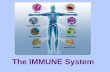 The IMMUNE System. Purposes of the Immune System 1.Return tissue fluid to the blood stream 2.Fight infection Four basic types of germs: Viruses, Bacteria,