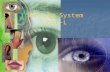 Sensory System Unit-L. Main Objectives Describe the structure of the eye Describe the structure of the eye Analyze the function of the eye Analyze the.