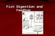 Fish Digestion and Feeding. Next Generation Science / Common Core Standards Addressed HS ‐ LS2 ‐ 6.Evaluate the claims, evidence, and reasoning that the.