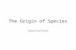 The Origin of Species Speciation. Speciation is the process by which one species splits into two or more species Speciation explains the features shared.