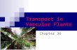 Transport in Vascular Plants Chapter 36. Transport in Plants Occurs on three levels:  the uptake and loss of water and solutes by individual cells