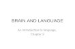 BRAIN AND LANGUAGE An introduction to language, Chapter 2.