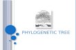 P HYLOGENETIC T REE. OVERVIEW Phylogenetic Tree Phylogeny Applications Types of phylogenetic tree Terminology Data used to build a tree Building phylogenetic.