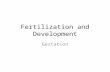 Fertilization and Development Gestation. Fertilization Internal Fertilization – Mammals, Birds, Reptiles  Small # of offspring External Fertilization.