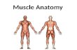 Muscle Anatomy. Three types of muscles 12 basic muscles.