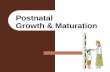Postnatal Growth & Maturation. Growth & Maturation GROWTH – Increase in size of tissue or organ Hypertrophy – Auxetic – increased cell size – Accretionary.