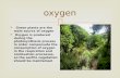 oxygen  Green plants are the main source of oxygen  Oxygen is produced during the photosynthesis process in order compensate the consumption of oxygen.