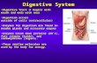 Digestive System Digestive Tract  begins withDigestive Tract  begins with mouth and ends with anus Digestion occursDigestion occurs outside of cells.