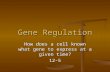 Gene Regulation How does a cell known what gene to express at a given time? 12-5.