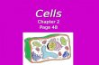 Cells Chapter 2 Page 48. Cell theory: Robert Hooke first looked at and described cells in 1665. The word “cell” means “little room” in Latin. Cell theory: