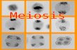 Meiosis is a process that reduces the amount of chromosomes in a cell to half the original amount Why would you want to reduce chromosomes to half? (check.