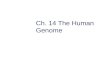 Ch. 14 The Human Genome. Ch. 14 Outline  14-1: Human Heredity Human Chromosomes Human Traits Human Genes From Gene to Molecule.